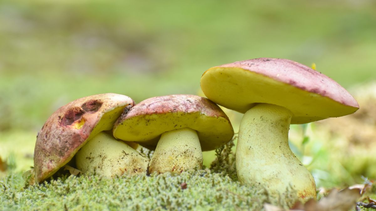 Masłoborowik królewski 