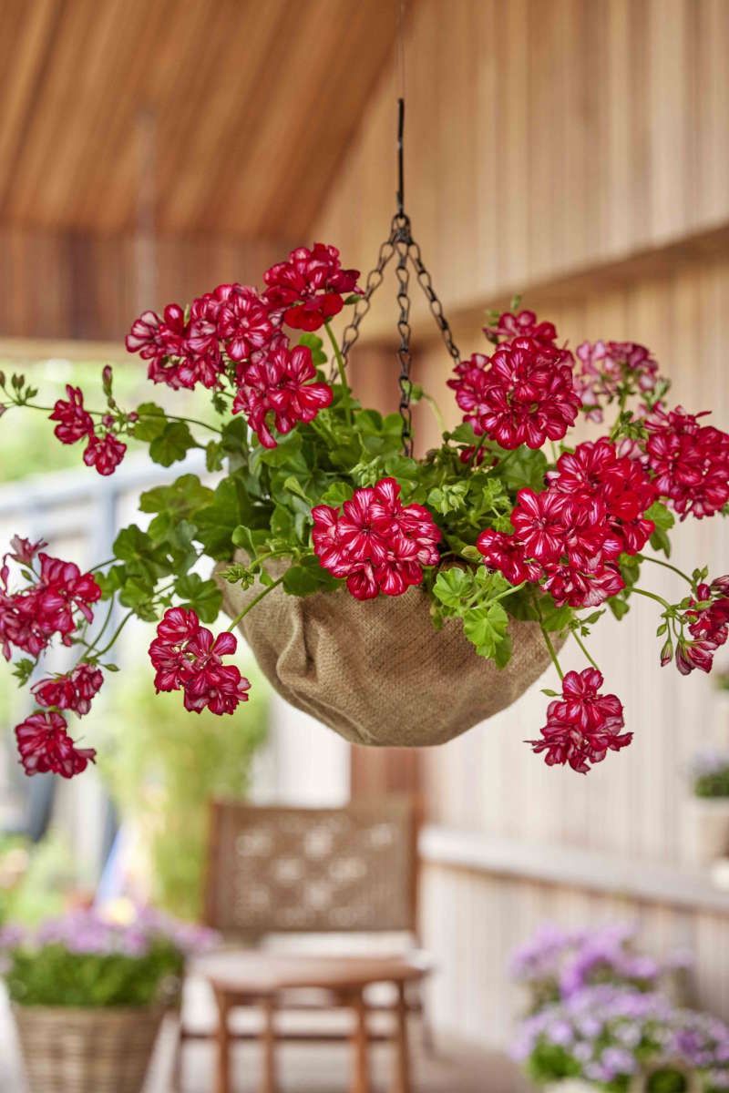 Pelargonie 2