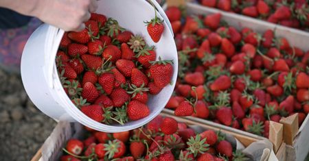 Kilkaset zł dziennie. Polskie nauczycielki ruszyły na plantację truskawek