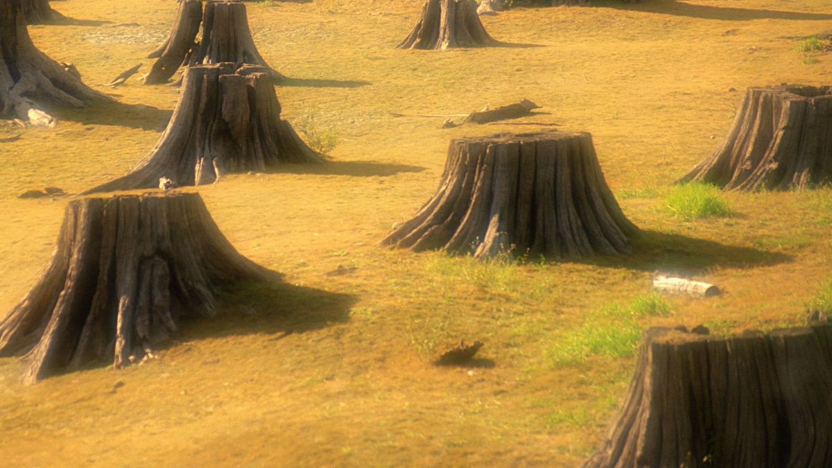 Ksiądz wyciął dęby. Karę uchylono. Zdjęcie ilustracyjne. 