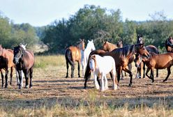 Dolny Śląsk. Konie uciekły ze stadniny i powędrowały na Śnieżkę