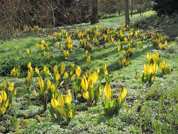 Ogródek przy bloku? Sadzenie tych roślin jest zakazane przez resort środowiska