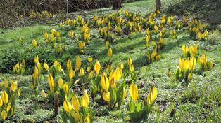 Ogródek przy bloku? Sadzenie tych roślin jest zakazane przez resort środowiska