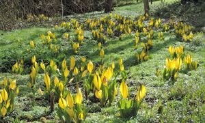 Ogródek przy bloku? Sadzenie tych roślin jest zakazane przez resort środowiska