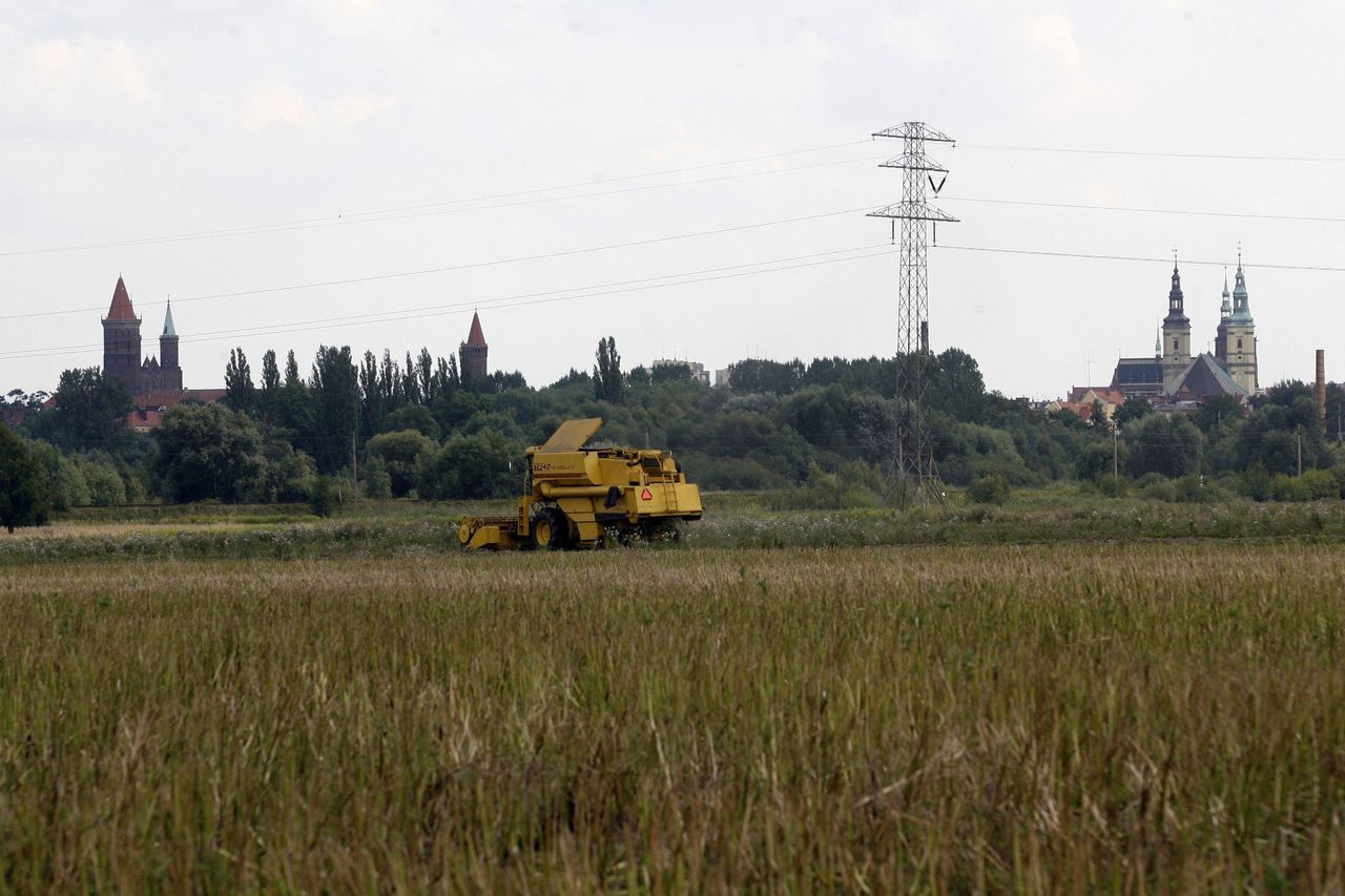 Żniwa opóźniły ulewne deszcze. Ceny w skupach rozczarowują