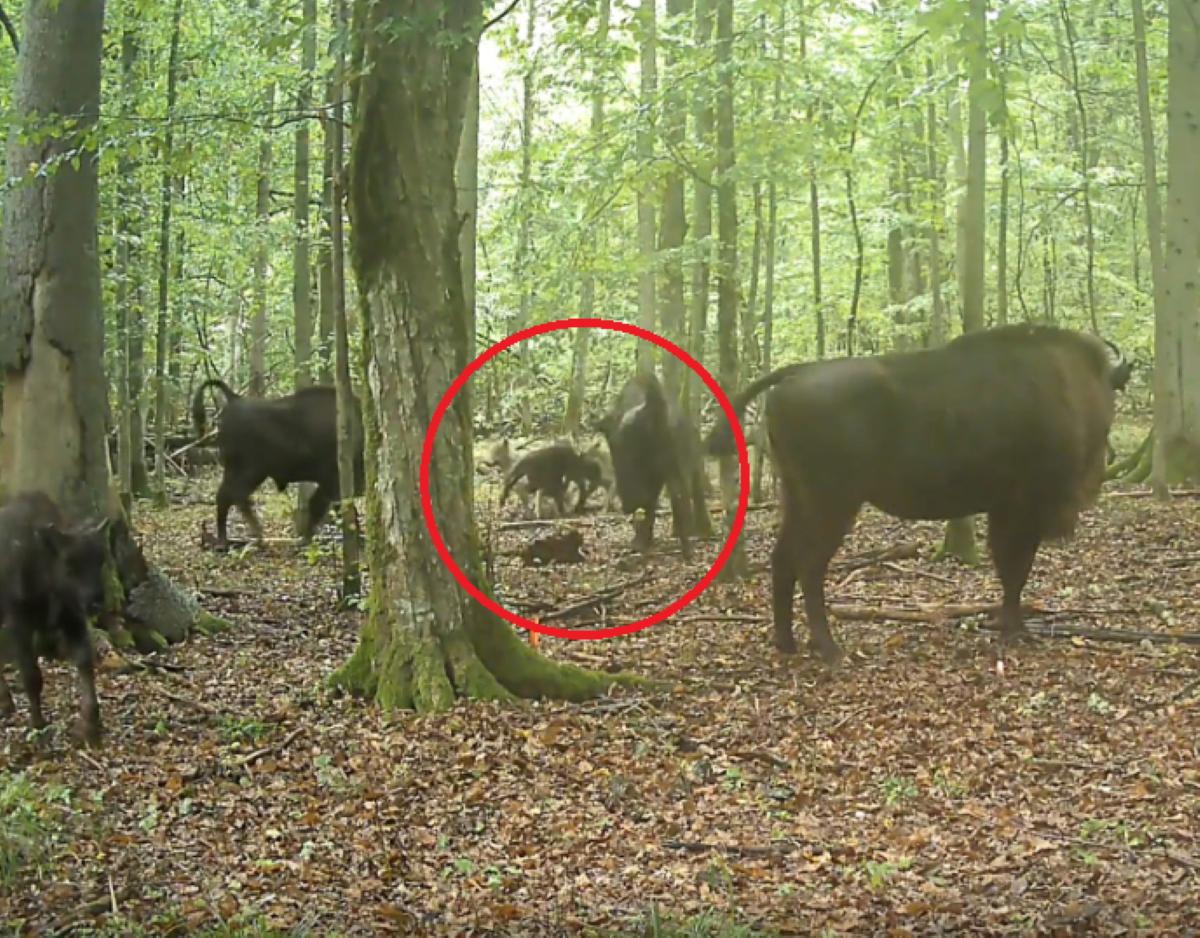 Żubr ma jednak naturalnych wrogów? Fotopułapka nagrała rzadką scenę