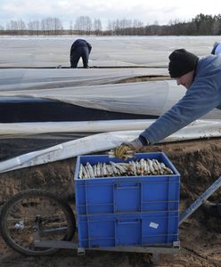 W Niemczech upadają gospodarstwa rolne. A ma być jeszcze gorzej