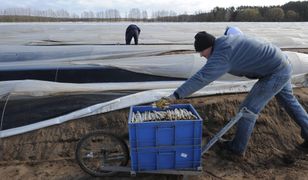 W Niemczech upadają gospodarstwa rolne. A ma być jeszcze gorzej