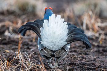 Zobaczyć go w naturze to wielkie szczęście. TPN apeluje do turystów