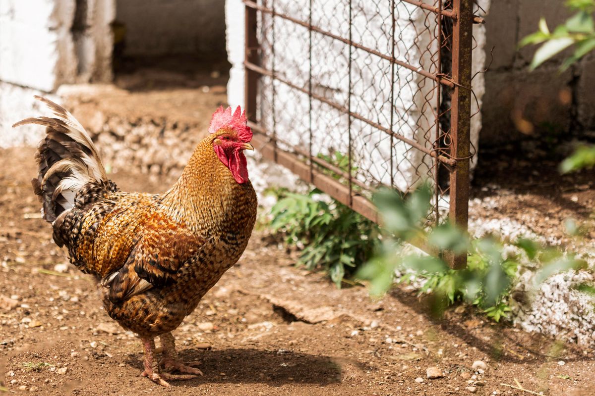 Rooster in the village.