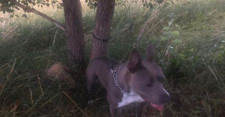 Głogów. Na ratunek tym, którzy nie mają głosu. Pies przywiązany do drzewa w środku lasu