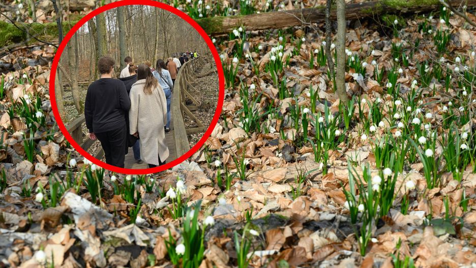 Trzeba się spieszyć, aby zobaczyć pełen rozkwit 