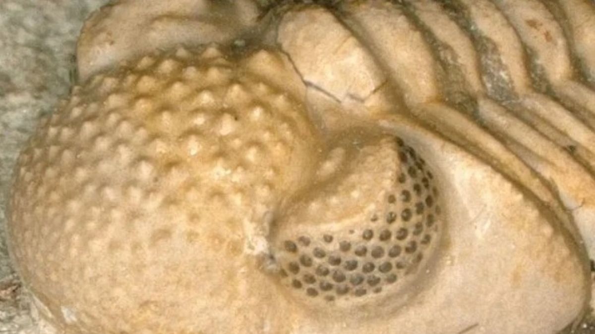 Odkrycia paleontologa-amatora okazały się przełomowe dla nauki 
