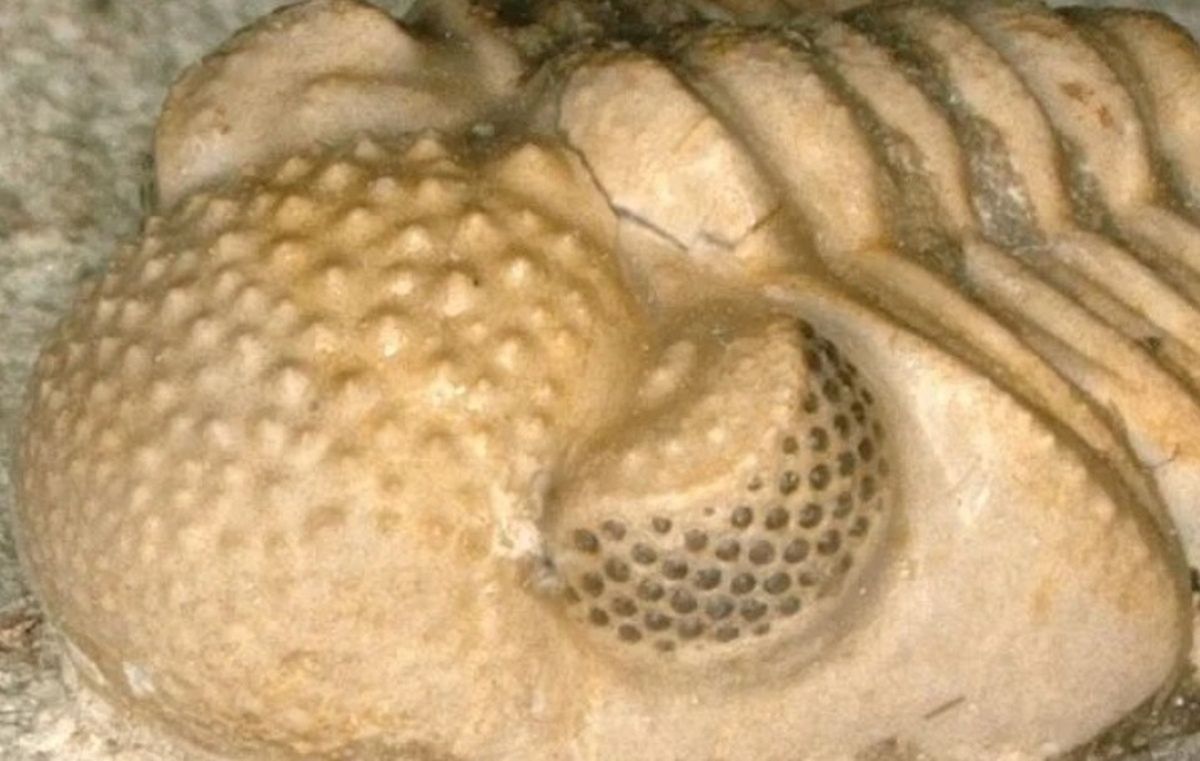 Odkrycia paleontologa-amatora okazały się przełomowe dla nauki 
