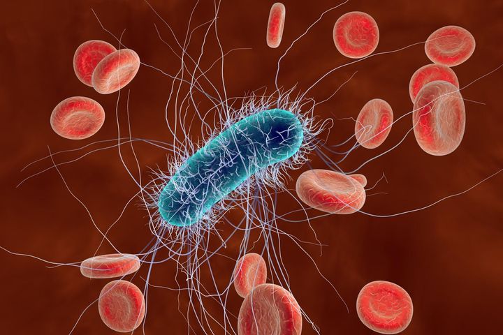 Bakteria Coli – charakterystyka, objawy zatrucia, leczenie