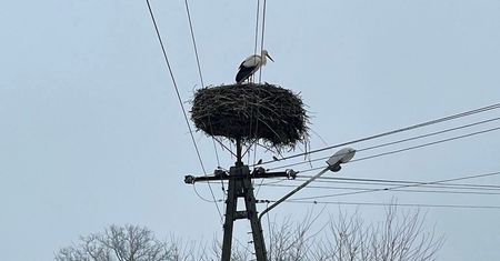 Bociany już wracają? W sieci aż zawrzało. "Po zimie?"