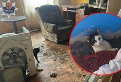 Zaniedbane koty ocalone. Przebywały w karygodnych warunkach