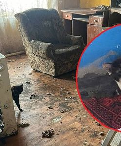 Zaniedbane koty ocalone. Przebywały w karygodnych warunkach