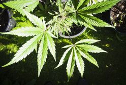 Legalizacja marihuany. Posłowie zajmą się projektem. "Co to są niewielkie ilości?"