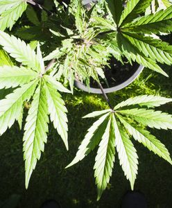 Legalizacja marihuany. Posłowie zajmą się projektem. "Co to są niewielkie ilości?"