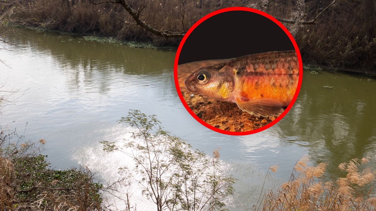 Zidentyfikowano pięć nowych gatunków ryb w Rio Grande