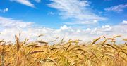 Raport FAO. Ceny zbóż na świecie najniższe od pięciu lat
