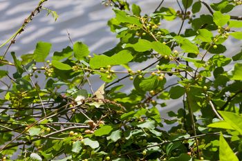 Usuń z ogrodu do 2027 roku. Kto zignoruje, ten się nie wypłaci