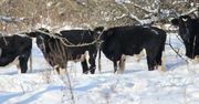 Czarnobylskie krowy przetrwają zimę? Nowe wieści o dzikim stadzie
