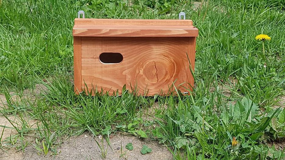 Budki lęgowe dla jerzyków - najlepszy sposób, by pozbyć się komarów