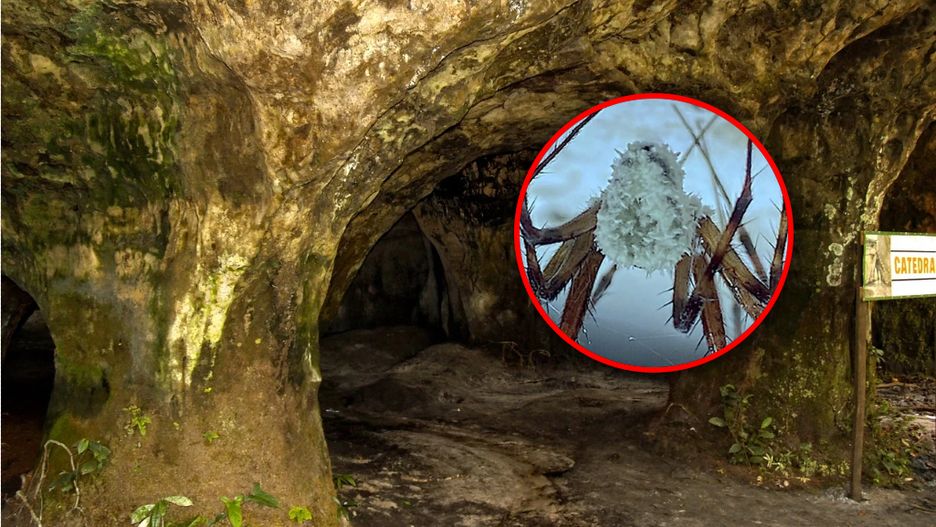Tajemniczy grzyb zamienia pająki z zombie.