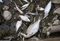 Setki martwych ryb w berlińskich kanałach. "Przerażający widok"