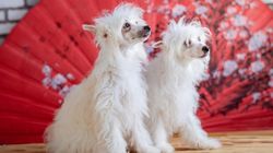 Grzywacz chiński - historia pochodzenia, wygląd, charakter, pielęgnacja