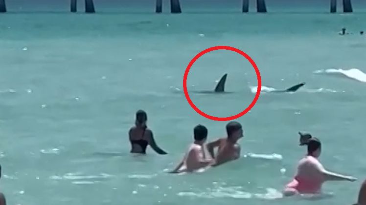 Rekin tuż przy plaży. Ludzie uciekali z wody przerażeni