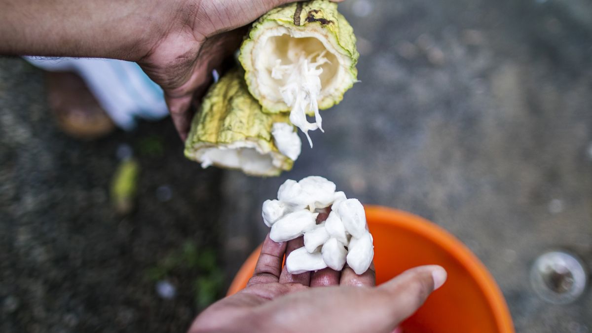 Plantatorzy kakao mieli zmuszać dzieci do niewolniczej pracy