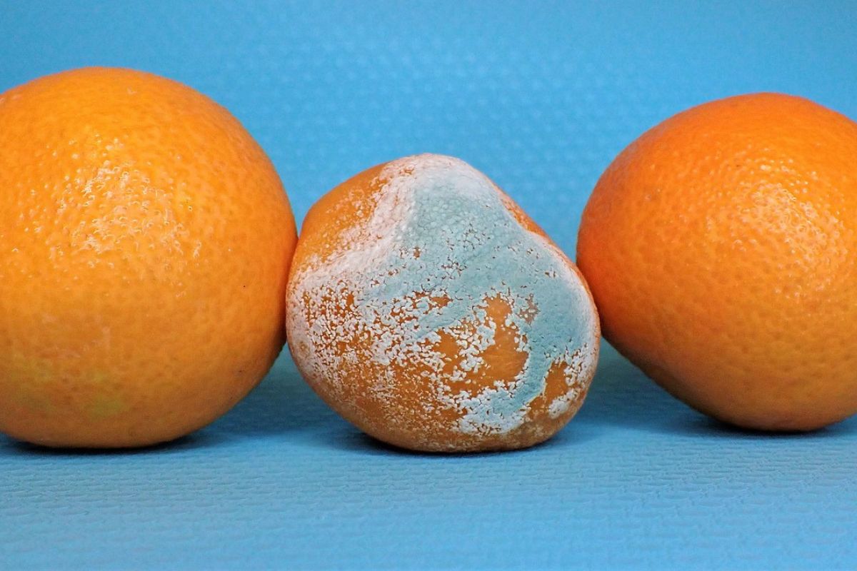 A mandarin covered in mold