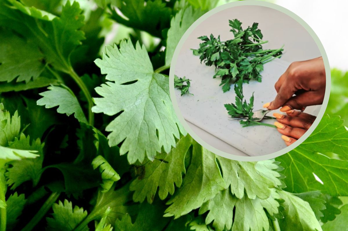 The trick with the fork will allow you to cope with parsley.