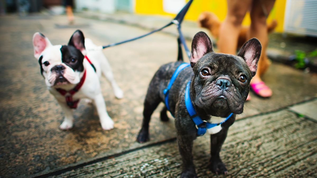 W lutym porwano dwa bulldogi francuskie Lady Gagi (zdj. poglądowe)