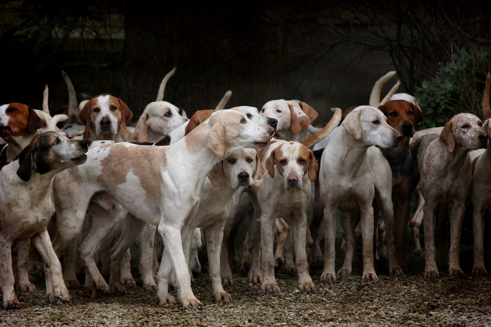 200 psów uratowanych z rzeźni w Chinach. Wkrótce zaczną nowe życie