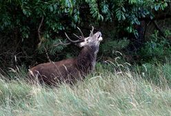 Niepokojące odkrycie w USA. Jelenie zakażone koronawirusem. "Wirus może mutować"