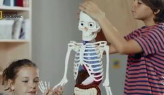 Wydawnictwo RBA promuje kolekcję "Ciało Człowieka"