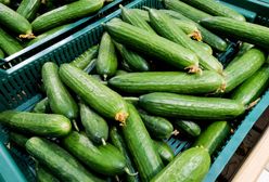 Ten kraj zalewa nas ogórkami. Polska płaci mu miliony