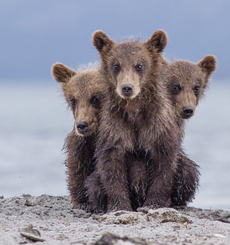 "Three headed Kerberos"