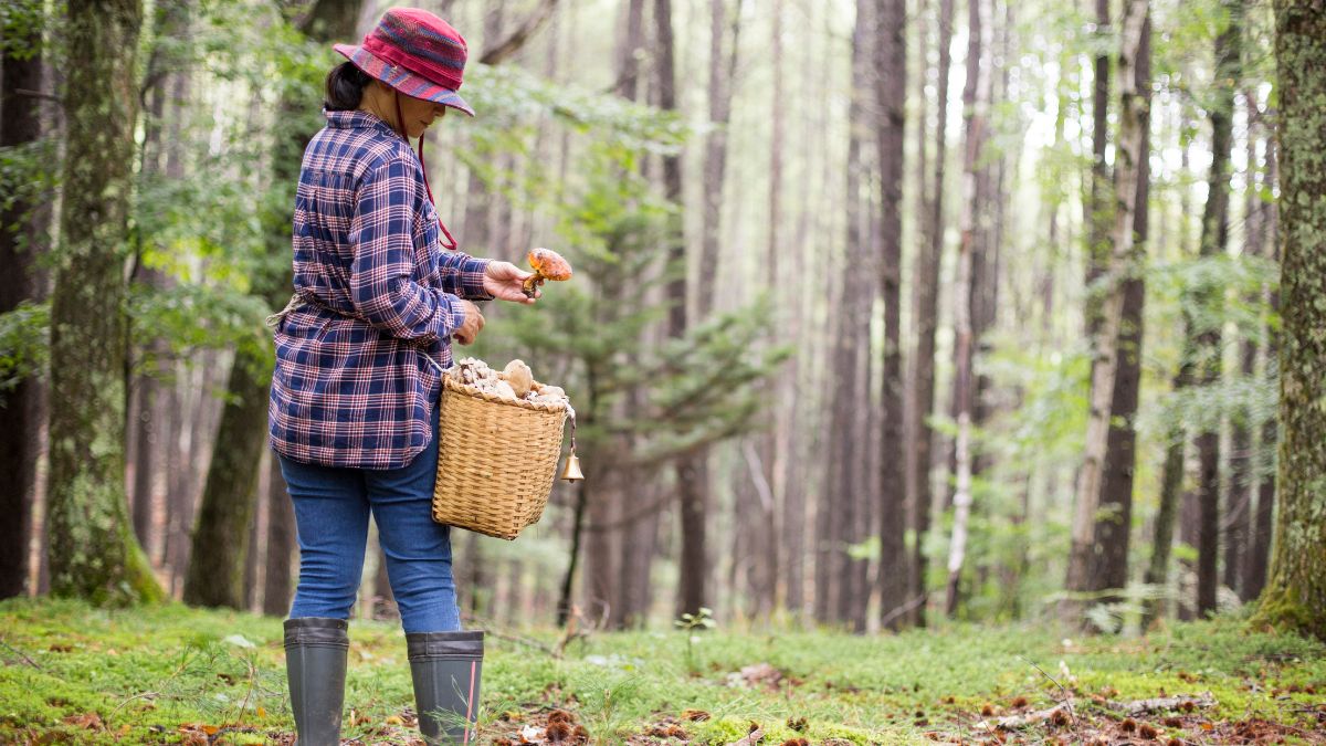 Tych grzybów nie zbieraj. Możesz otrzymać mandat