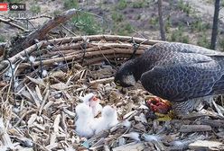 Dolny Śląsk. Trzy sokoły wędrowne wykluły się w Dolinie Baryczy