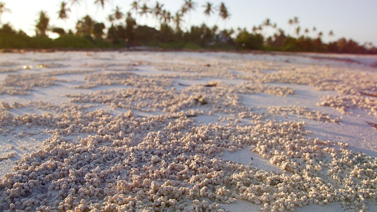 Tanzania (zdjęcie poglądowe)