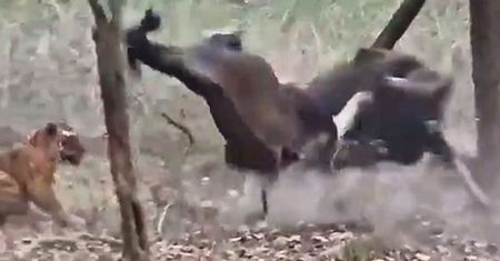 Tygrys zaatakował na oczach turystów. Ofiara aż wyleciała w powietrze