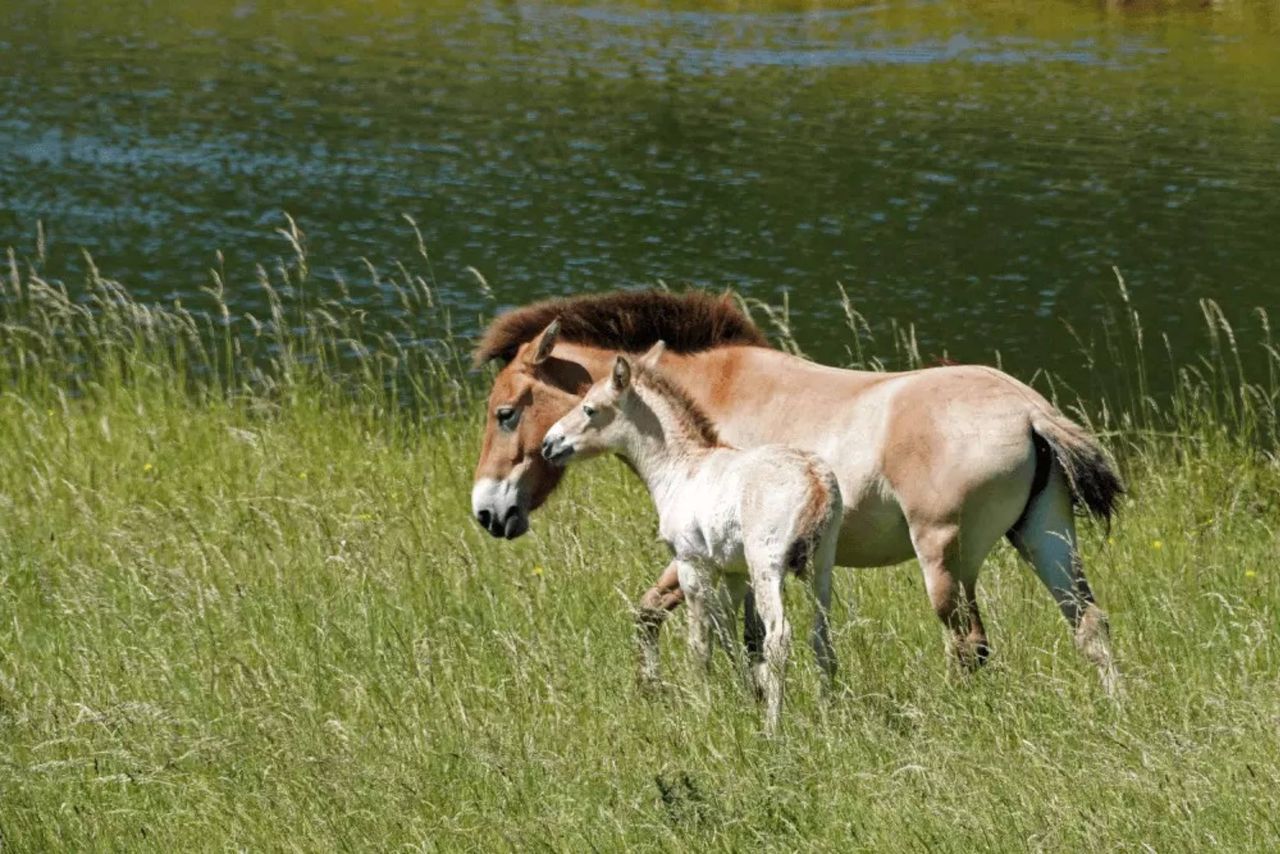 Konie Przewalskiego w Marwell Zoo