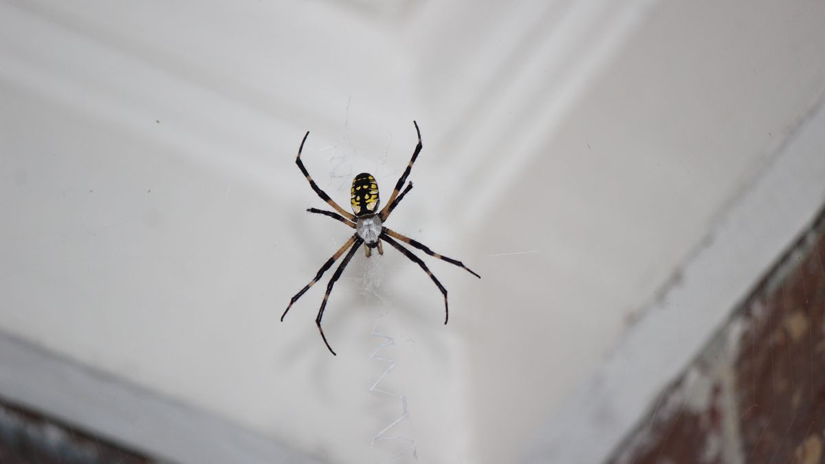 Jak pozbyć się pająków z domu?