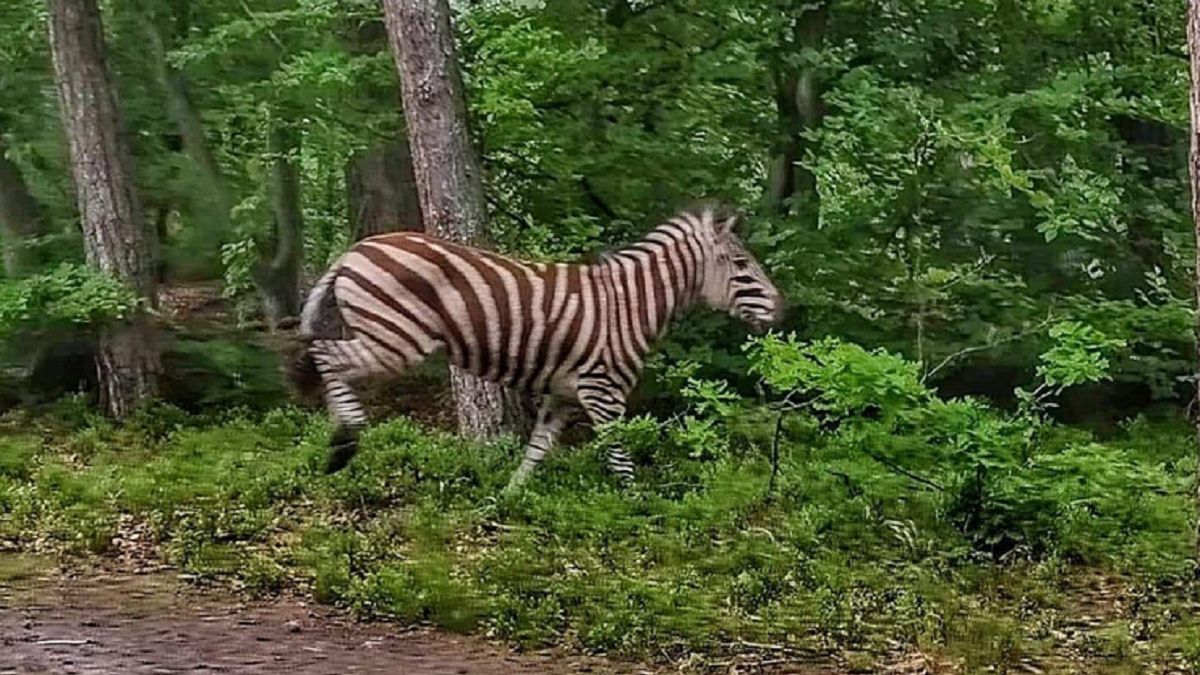 Elbląg. Zebra biegała po lesie