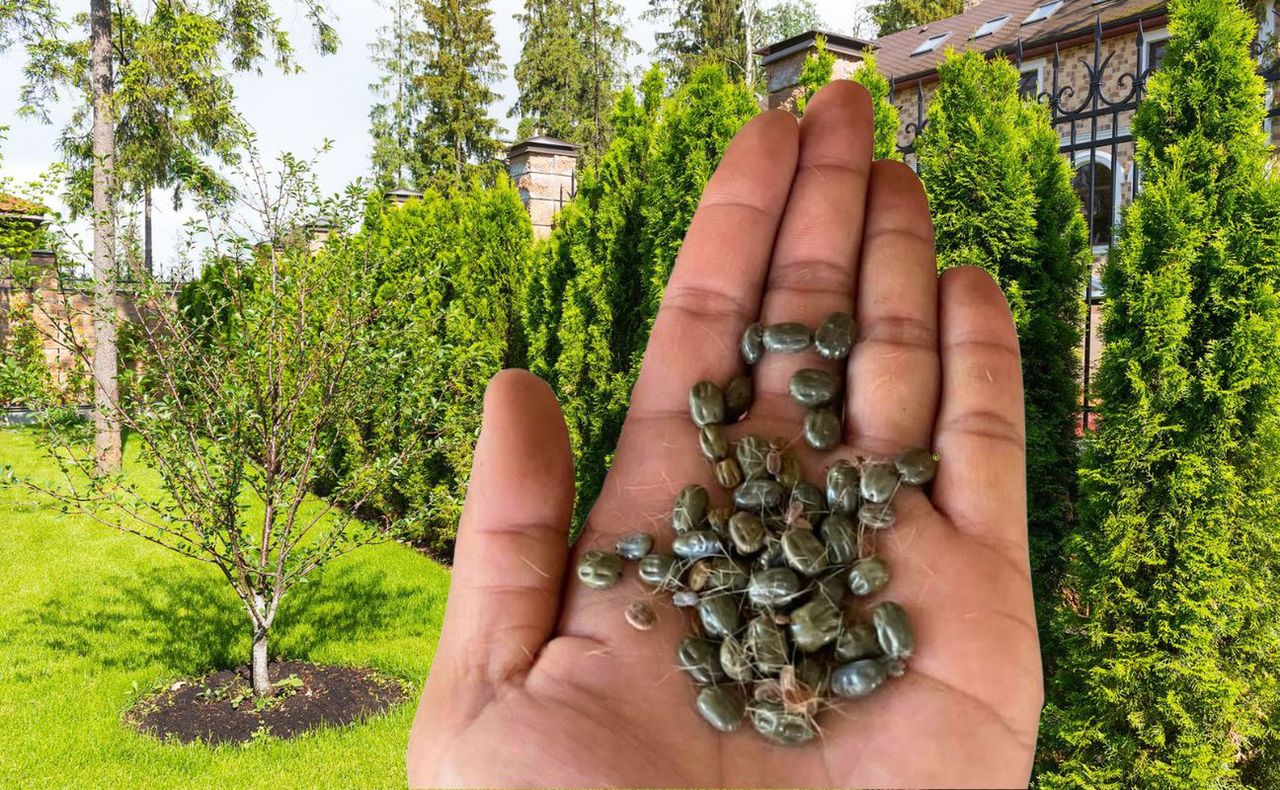 Gdzie najchętniej ukrywają się kleszcze?